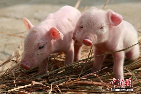 江西一头母猪产下双面小猪1