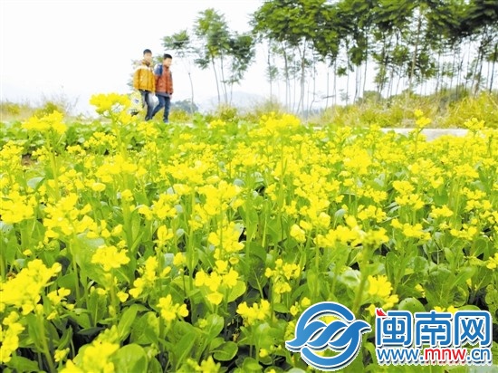 蔡氏古民居边上，有油菜花开了（昨日中午，摄于南安 