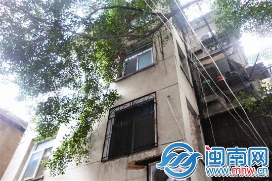修剪前，老榕茂盛的枝叶几乎遮盖了吴先生家的窗户（ 