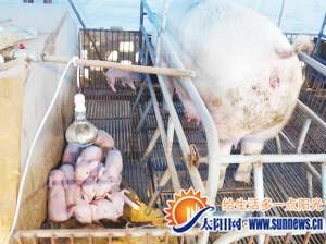 有灯泡却没电供暖，小猪蜷缩在一起