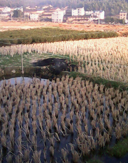 福建政和村民征地现场自焚身亡 官方称因压力大