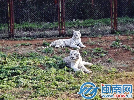 孟加拉白虎