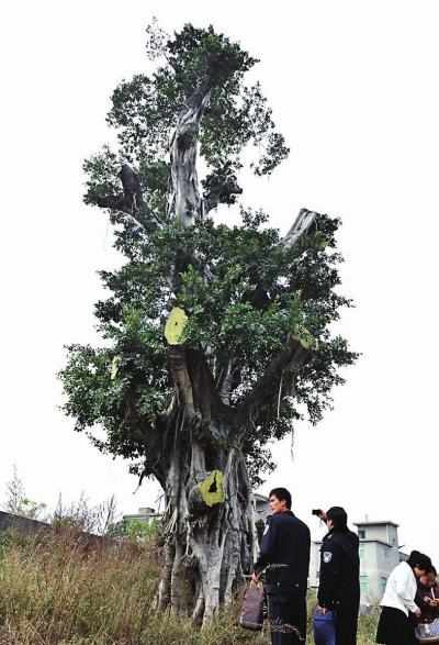 披“马甲”盗窃价值300多万古榕 福州两男子获刑7年
