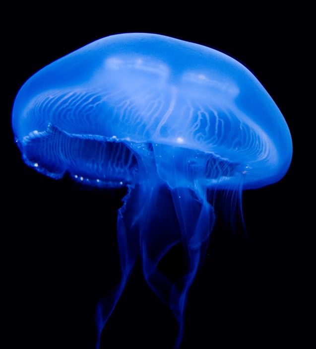 水母