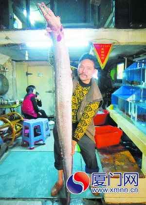 大海鳗，身长2.58米