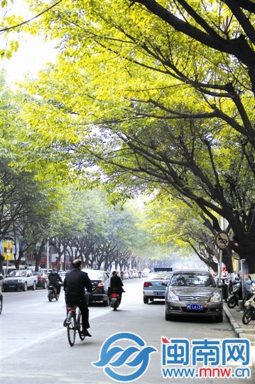 清晨的阳光洒在叶片上