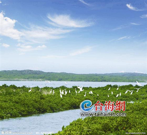 云霄漳江口红树林