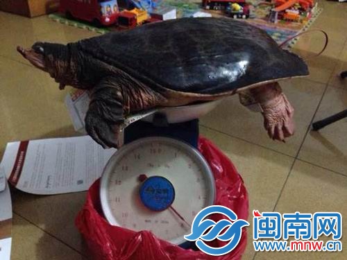 美国佛罗里达珍珠鳖重11