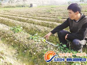 老周三亩草莓地里的草莓几乎死光了