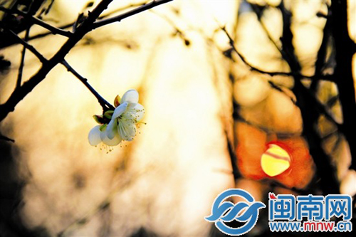 梅花