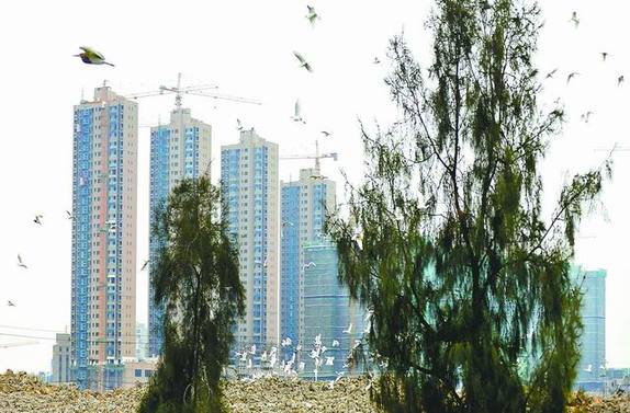 莆田荔城区木兰溪中白鹭嬉戏盘旋