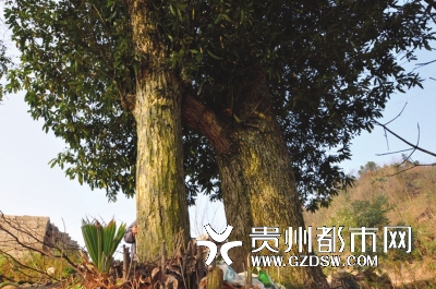 夫妻树
