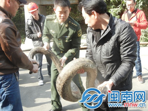 蟒蛇长3米，身上有多处伤痕