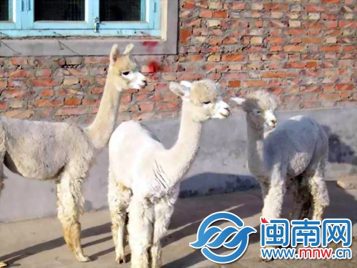草泥马