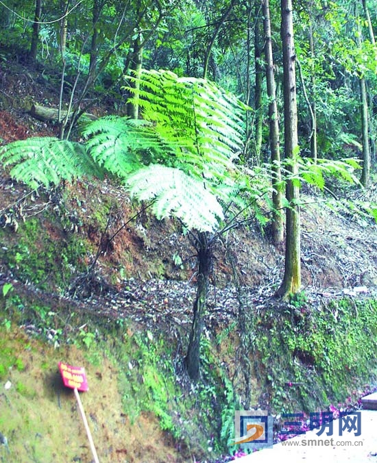 黑桫椤