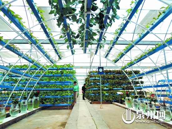 绿色立体的“植物工厂”