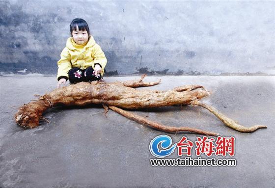 连城一农民种出大野葛根 近两米长重31公斤