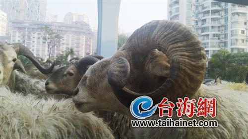 小货车上还圈着6只羊