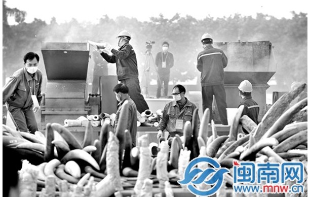 我国公开销毁6.1吨走私象牙