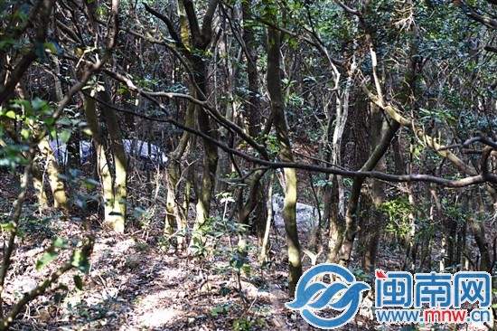 密林深处躺着一包包的死木，村民看着有些害怕