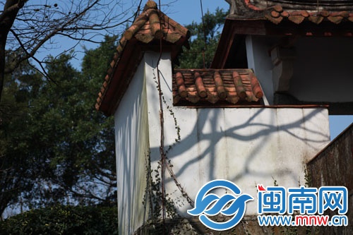 阳光照在枯树上，影子落在白墙上