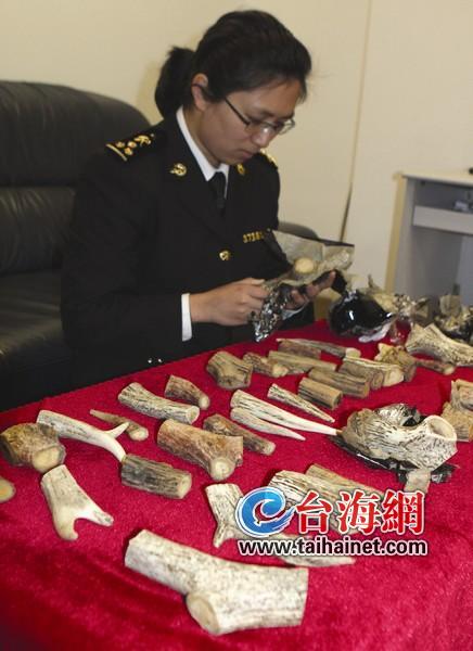 查获南美泽鹿鹿角3522克