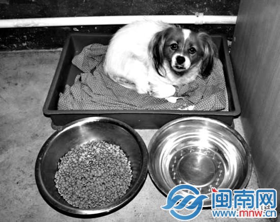 也许是思念主人，它不肯吃东西