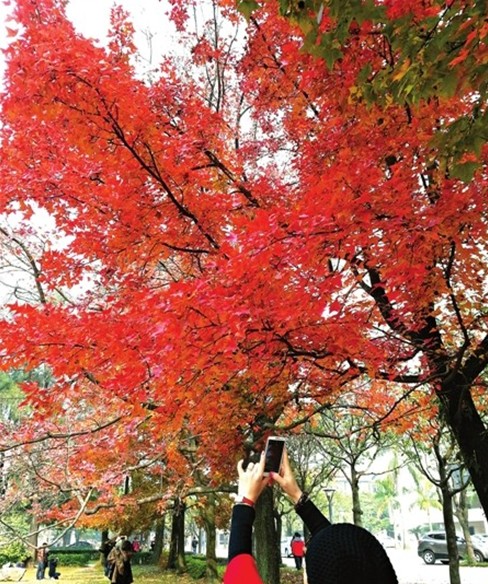 福大老校园片片枫叶情1