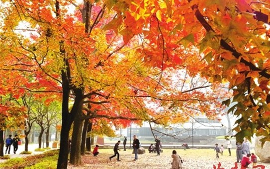 福大老校园片片枫叶情2