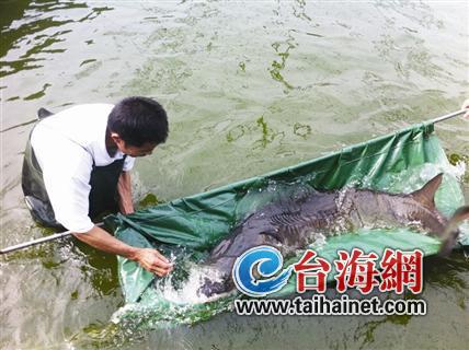 三头中华鲟落户厦门市鼓浪屿海底世界
