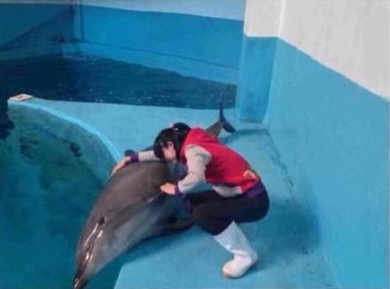 逗海豚溺亡王心舒
