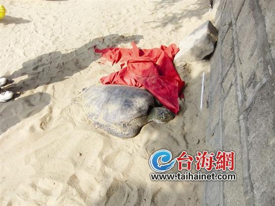 大海龟搁浅在白城沙滩