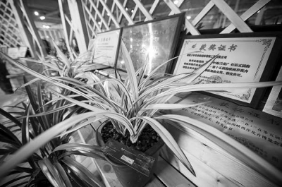 兰花文化节上展出的兰花