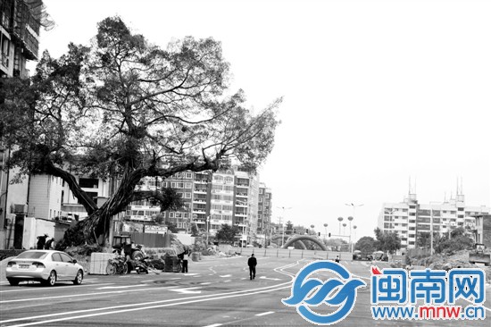 路面拐个弯，绕开这棵古榕树