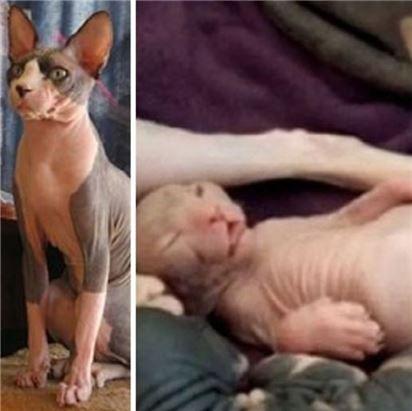 无毛外星猫走红韩网络