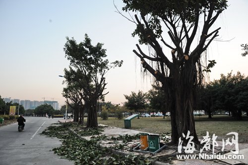 福州地铁2号线金祥站的施工 将移254棵树
