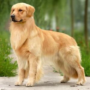 宠物犬进电梯慢了一步