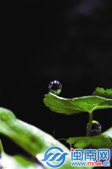 在家中鱼缸水草的光合作用下吐出氧气泡