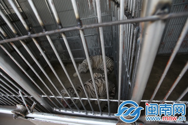 这对小夫妻还有点水土不服