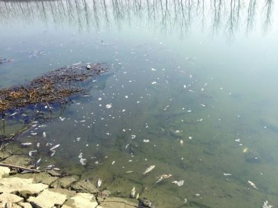 秦淮河源头惊现10公里死鱼带 2