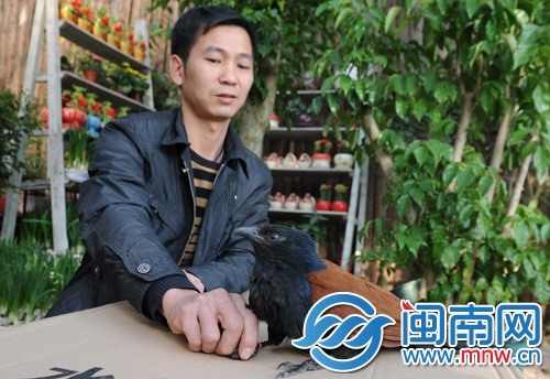褐翅鸦鹃外形似鸡，数量已较为稀少