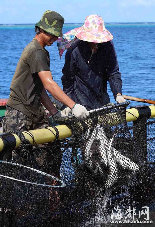 福州市民有口福！南海美济礁“爱国鱼”又丰收
