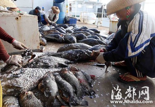 福州市民有口福！南海美济礁“爱国鱼”又丰收2