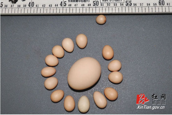 母鸡产出袖珍鸡蛋小如硬币 最轻者不足2克(图)