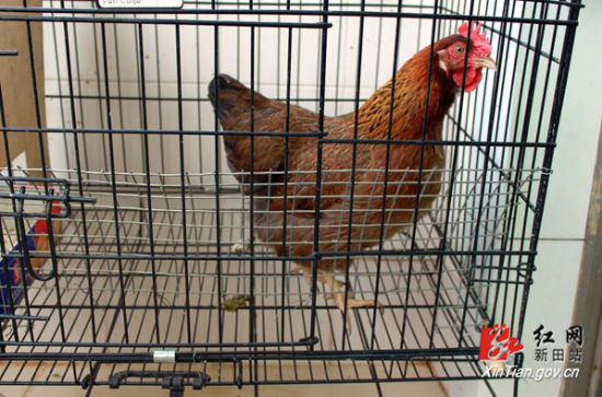 母鸡产出袖珍鸡蛋小如硬币 最轻者不足2克(图)2