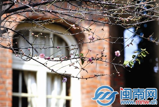 泉州市区华侨新村一座院落内的腊梅