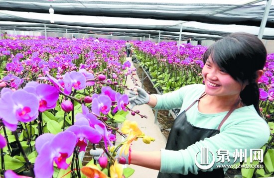 蝴蝶兰走俏，园艺师虽忙却也开心
