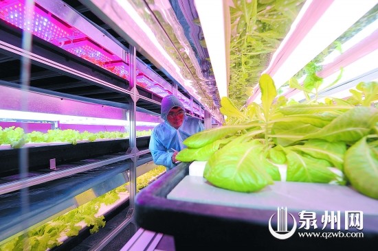 设施农业具有集约、高效、科技含量高等发展优势