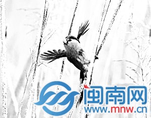 “鸟中熊猫”天津安家