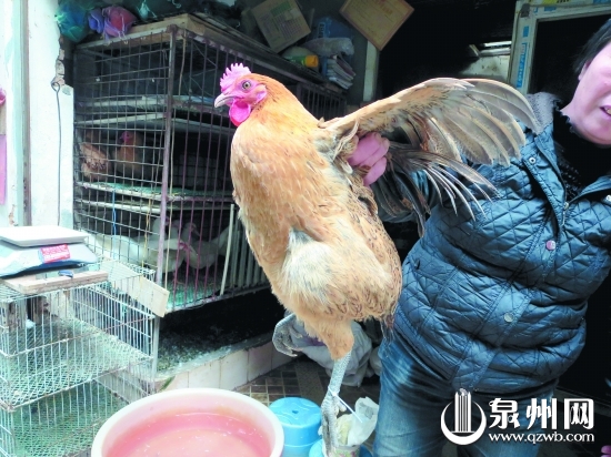 市场上经检疫合格的鸡脚上都戴环